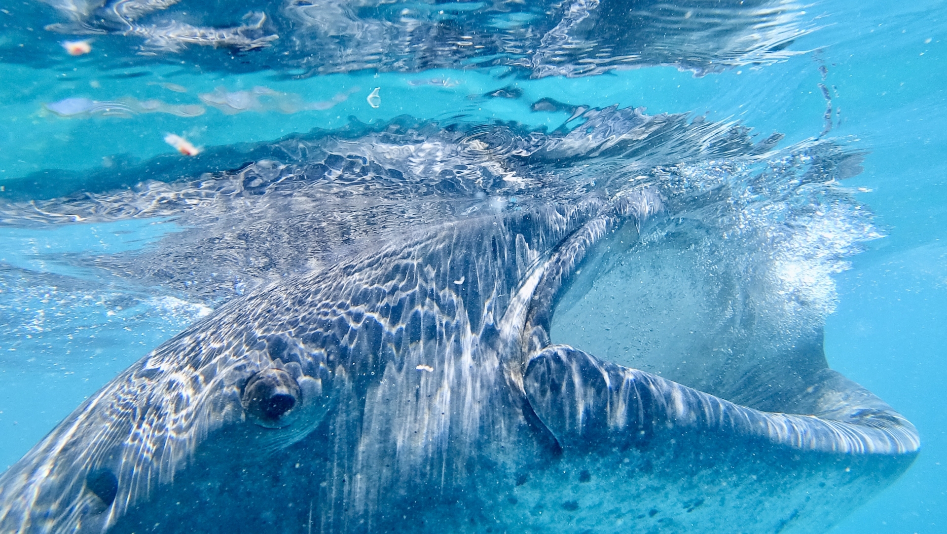 Whale Shark